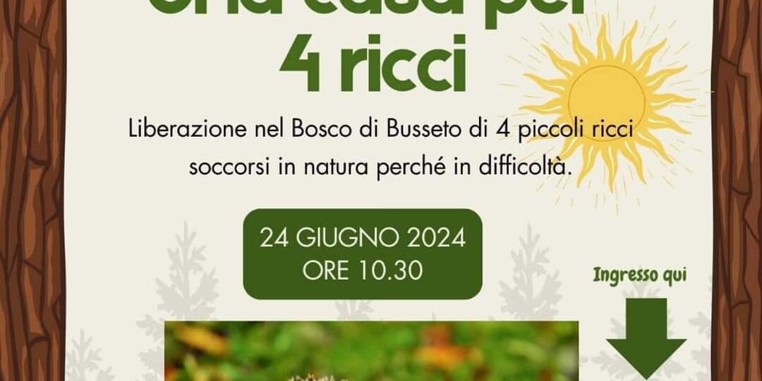 4 ricci liberati in natura: a Siena vince l’ambiente